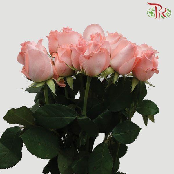 Rose Netting (AA) - Pink (19-20 Stems)-Pink-Malaysia-prflorist.com.my