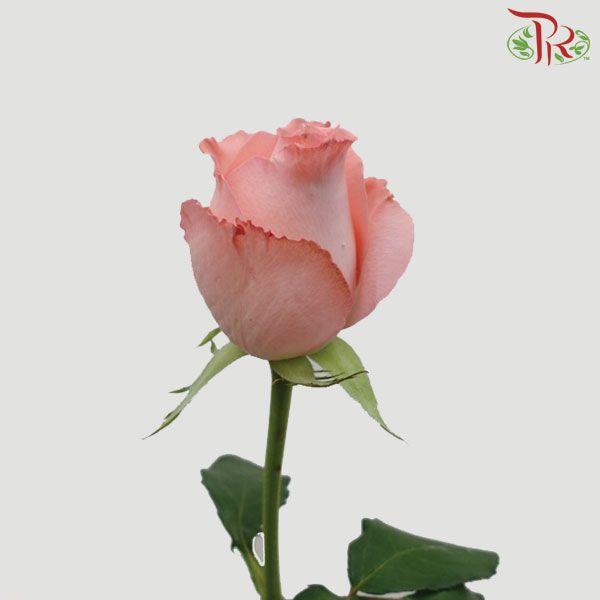 Rose Netting (AA) - Pink (19-20 Stems)-Pink-Malaysia-prflorist.com.my