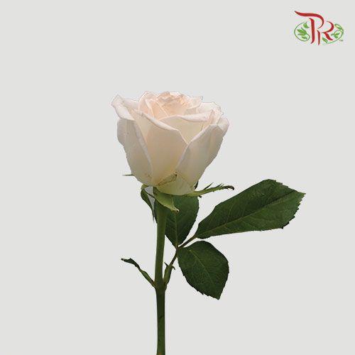 Rose Netting - Cream (10 Stems)-Cream-China-prflorist.com.my