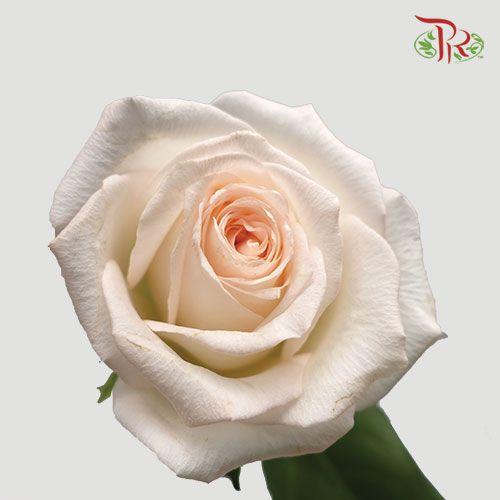 Rose Netting - Cream (20 Stems)-Cream-China-prflorist.com.my