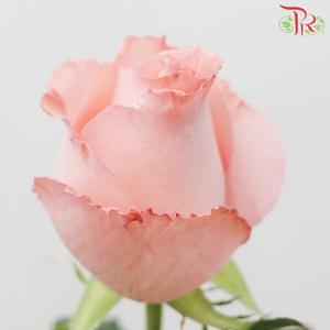 Rose Netting - Diana Pink (10 Stems)-Pink-China-prflorist.com.my