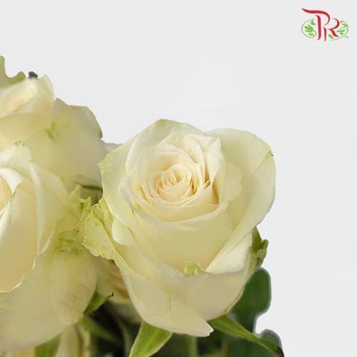 Rose Netting - White (10 Stems)-White-China-prflorist.com.my