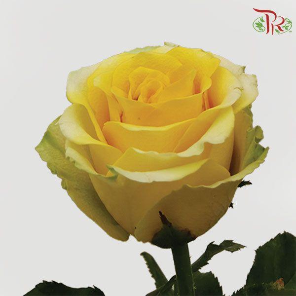 Rose Netting - Yellow (20 Stems)-Yellow-China-prflorist.com.my