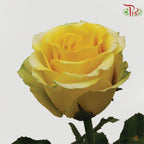 Rose Netting - Yellow (20 Stems)-Yellow-China-prflorist.com.my