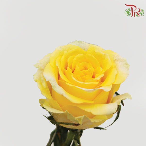 Rose Netting - Yellow (20 Stems)-Yellow-China-prflorist.com.my