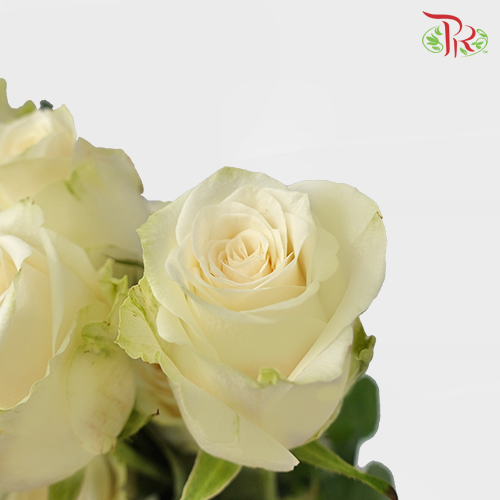 Rose No Net - White (10 Stems)-White-China-prflorist.com.my