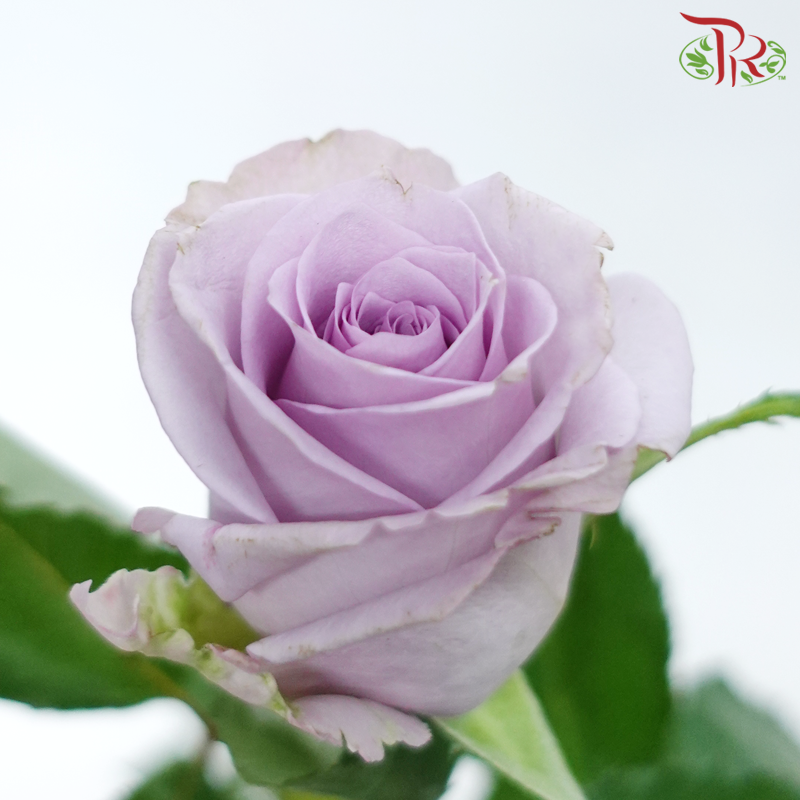 Rose - Ocean Song (10 Stems)-Lilac-China-prflorist.com.my
