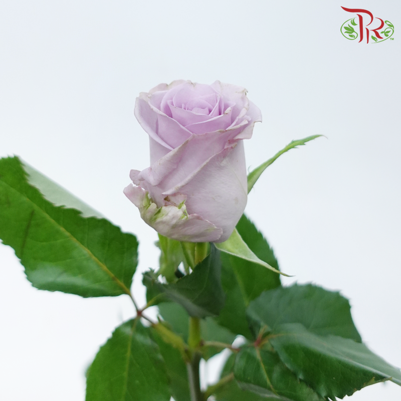 Rose - Ocean Song (10 Stems)-Lilac-China-prflorist.com.my