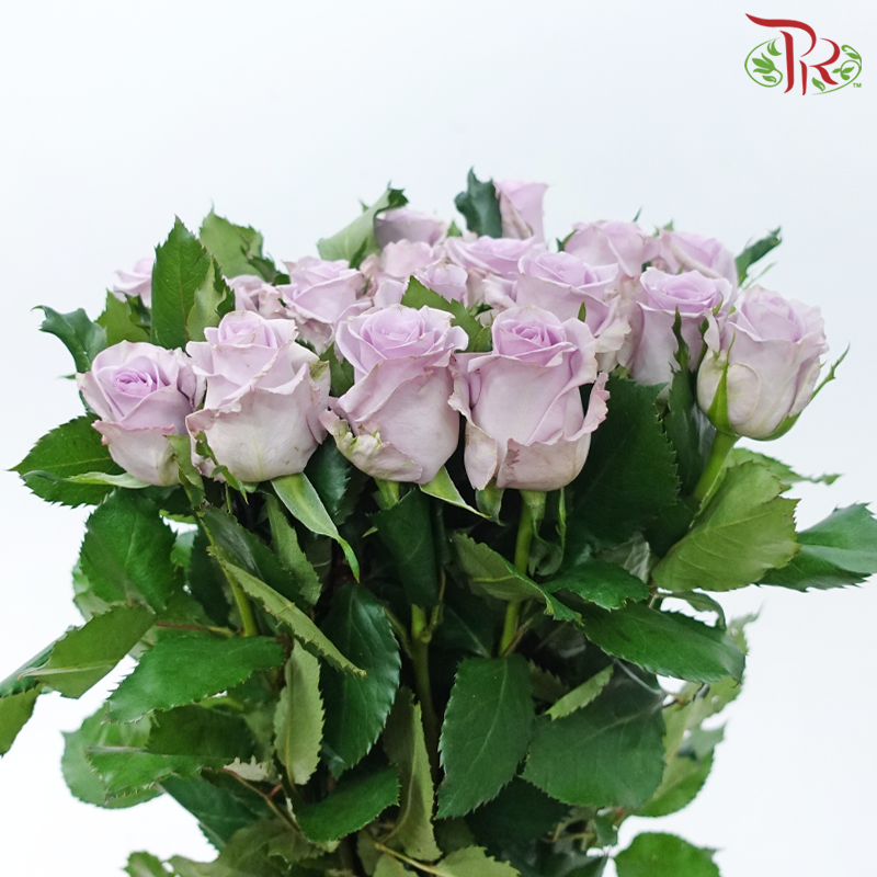 Rose - Ocean Song (10 Stems)-Lilac-China-prflorist.com.my