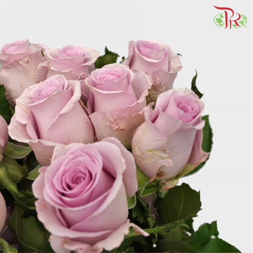 Rose - Ocean Song (10 Stems)-Lilac-China-prflorist.com.my