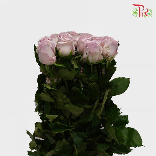 Rose - Ocean Song (10 Stems)-Lilac-China-prflorist.com.my