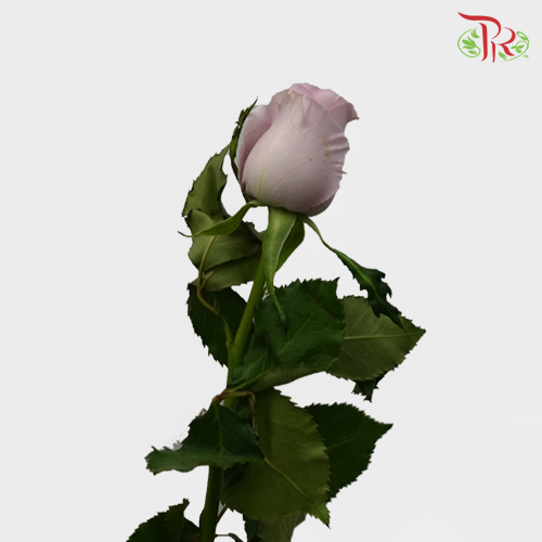Rose - Ocean Song (10 Stems)-Lilac-China-prflorist.com.my