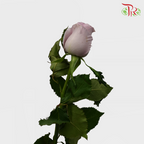 Rose - Ocean Song (10 Stems)-Lilac-China-prflorist.com.my