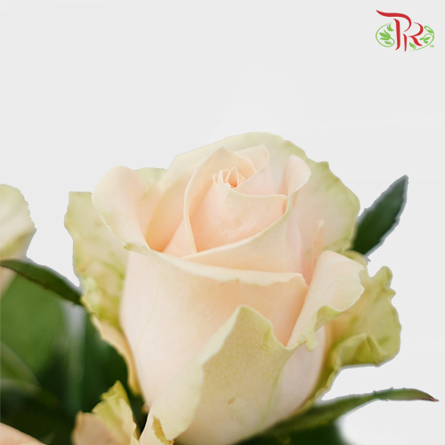 Rose - Pearl Avalanche / Rouge (10 Stems)-Peach-China-prflorist.com.my