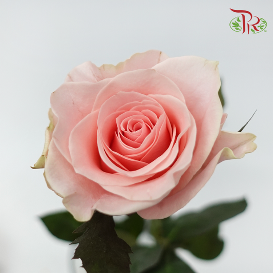 Rose - Pink Cupid (10 Stems)-Pink-China-prflorist.com.my