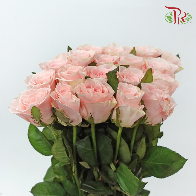 Rose - Pink Cupid (10 Stems)-Pink-China-prflorist.com.my
