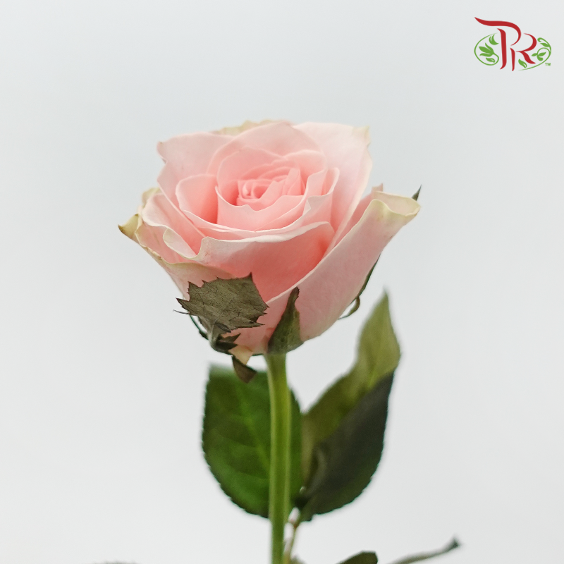 Rose - Pink Cupid (10 Stems)-Pink-China-prflorist.com.my