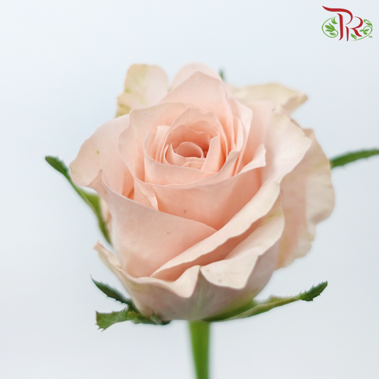 Rose - Pisces (10 Stems)-Pisces-China-prflorist.com.my