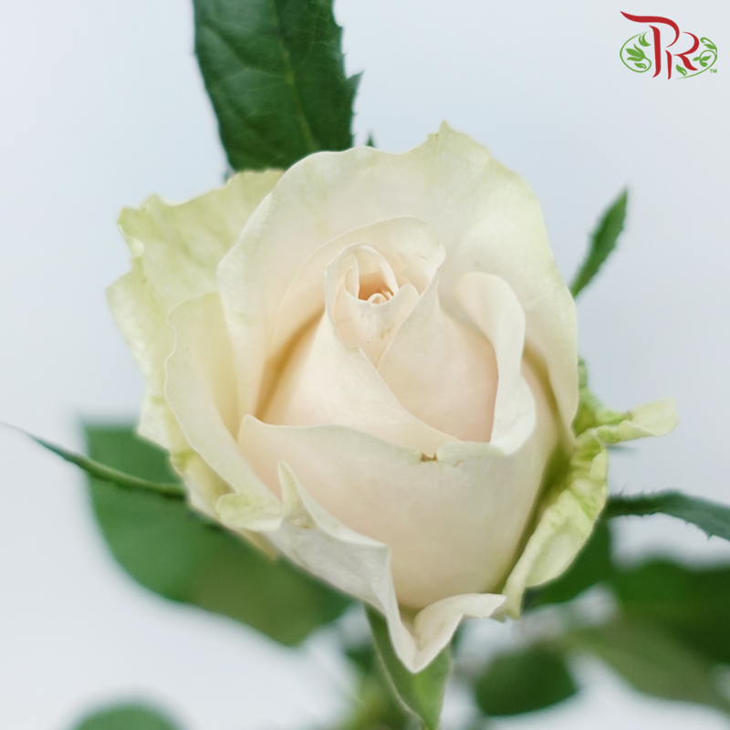 Rose - Pisces (10 Stems)-Pisces-China-prflorist.com.my