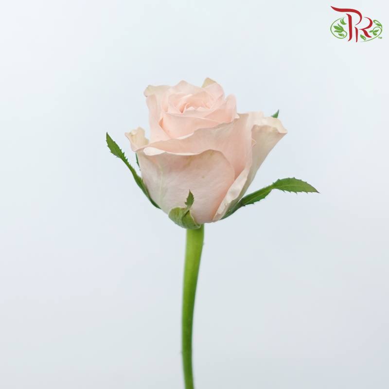 Rose - Pisces (10 Stems)-Pisces-China-prflorist.com.my