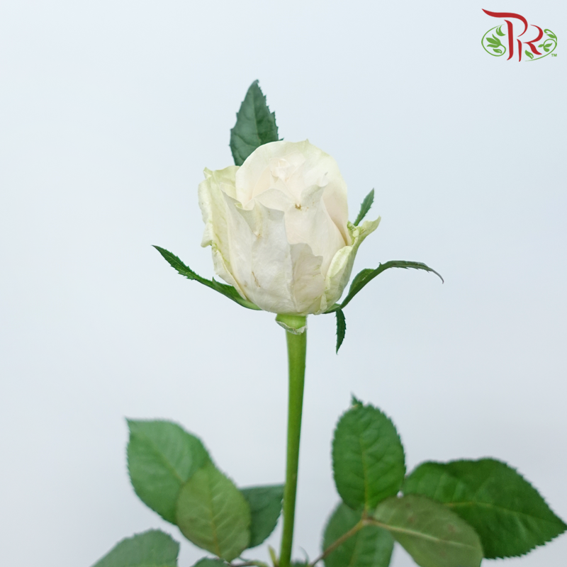 Rose - Pisces (10 Stems)-Pisces-China-prflorist.com.my
