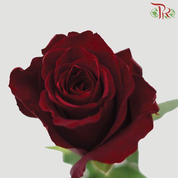 Rose - Plateau Red (10 Stems)-Red-China-prflorist.com.my