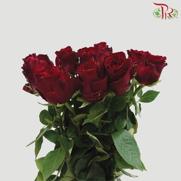 Rose - Plateau Red (10 Stems)-Red-China-prflorist.com.my