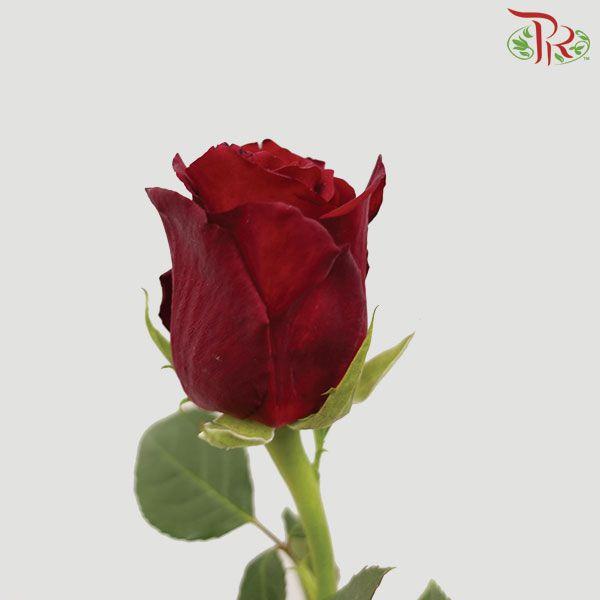 Rose - Plateau Red (10 Stems)-Red-China-prflorist.com.my