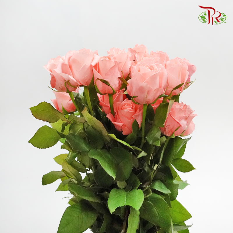 Rose Premium - Anna Karina (19-20 stems)-Pink-India-prflorist.com.my