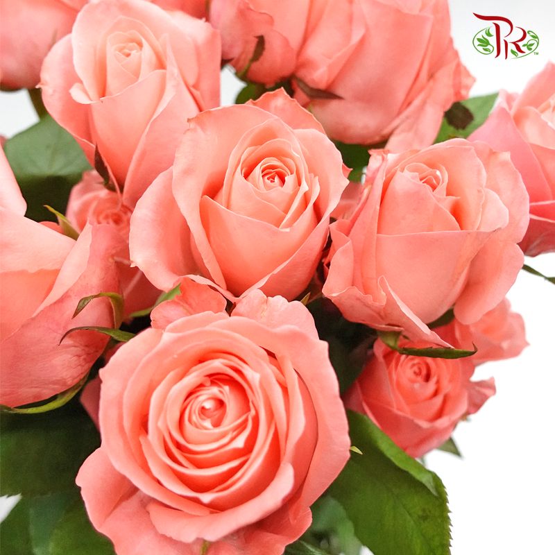 Rose Premium - Anna Karina (19-20 stems)-Pink-India-prflorist.com.my