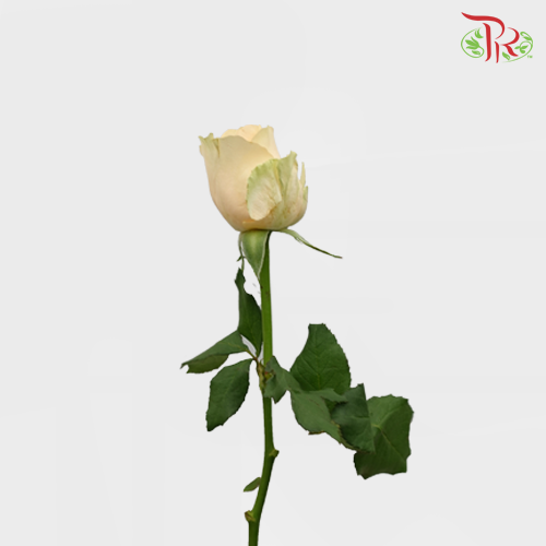 Rose Premium - Champagne / Peach (19-20 Stems)-Champagne-India-prflorist.com.my