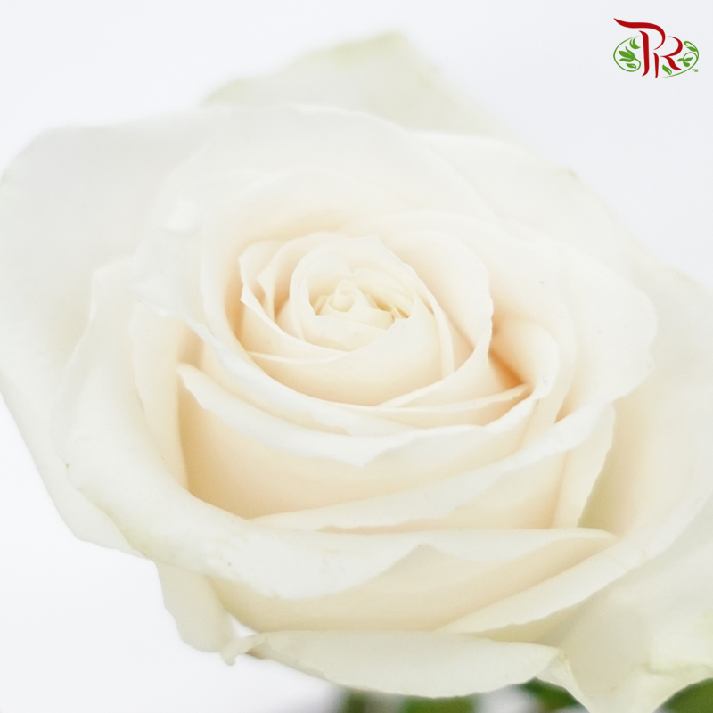 Rose Premium - Cream / Vendela (19-20 Stems)-Cream-India-prflorist.com.my