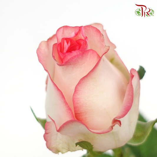 Rose Premium - Cream White With Smush Pink Line (19-20 Stems)-Pink White-India-prflorist.com.my