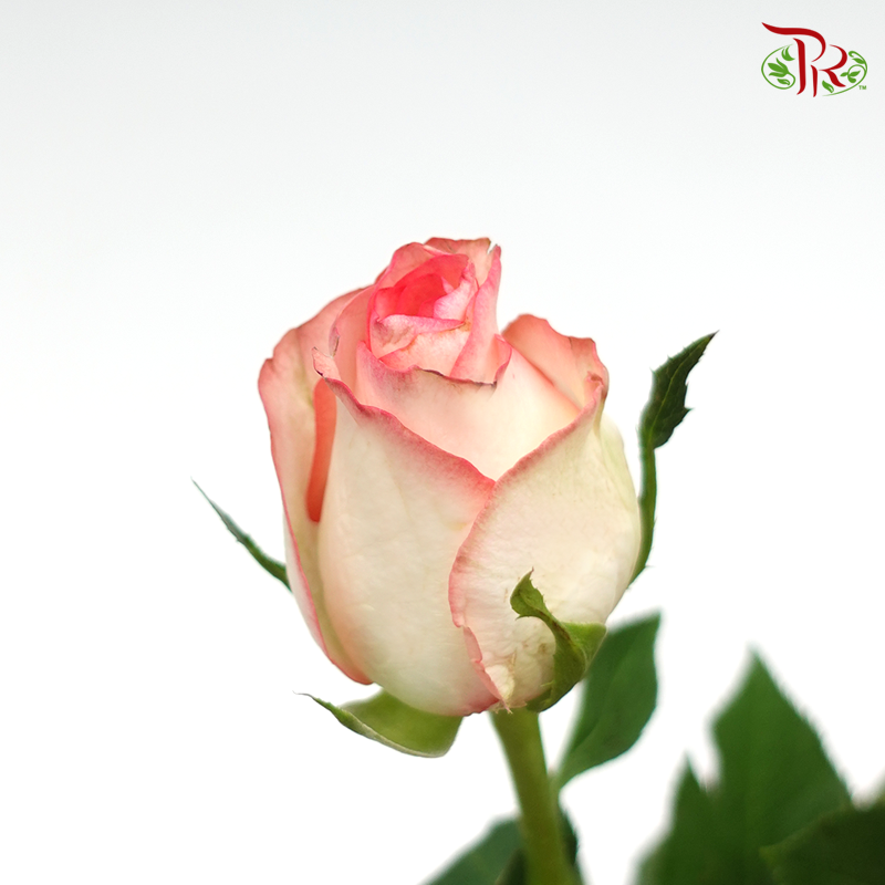 Rose Premium - Cream White With Smush Pink Line (19-20 Stems)-Pink White-India-prflorist.com.my