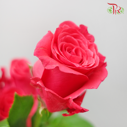 Rose Premium - Hot Shot Pink (19-20 Stems)-Pink-India-prflorist.com.my