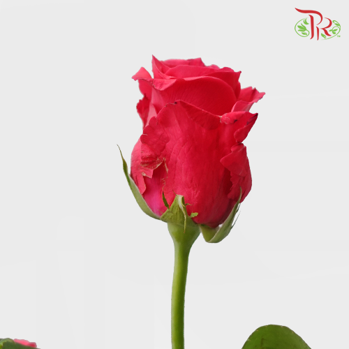Rose Premium - Hot Shot Pink (19-20 Stems)-Pink-India-prflorist.com.my