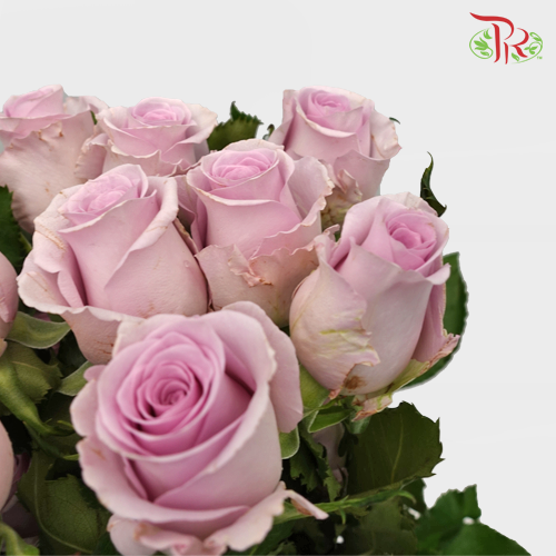 Rose Premium - Lilac (19-20 Stems)-Lilac-India-prflorist.com.my