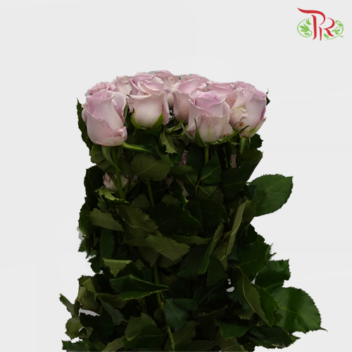 Rose Premium - Lilac (19-20 Stems)-Lilac-India-prflorist.com.my