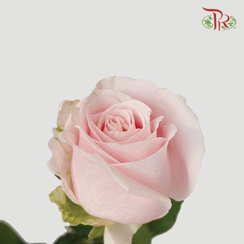 Rose Premium - Pink Avalanche (19-20 Stems)-Pink-India-prflorist.com.my