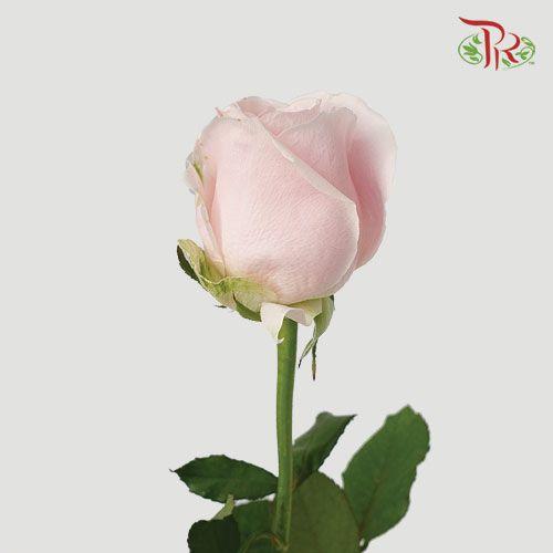 Rose Premium - Pink Avalanche (19-20 Stems)-Pink-India-prflorist.com.my