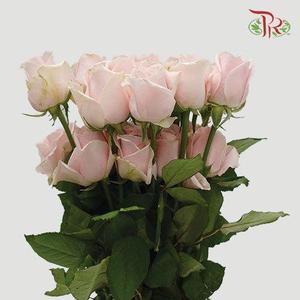 Rose Premium - Pink Avalanche (19-20 Stems)-Pink-India-prflorist.com.my