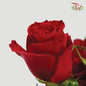 Rose Premium - Red (10 Stems & 20 Stems)-10 Stems-India-prflorist.com.my