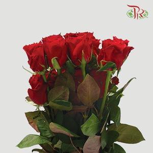 Rose Premium - Red (10 Stems & 20 Stems)-India-prflorist.com.my