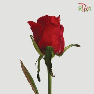 Rose Premium - Red (10 Stems & 20 Stems)-India-prflorist.com.my