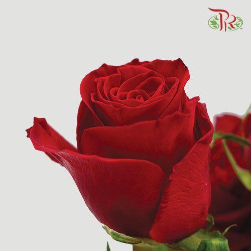 Rose Premium - Red (19-20 Stems)-Red-India-prflorist.com.my