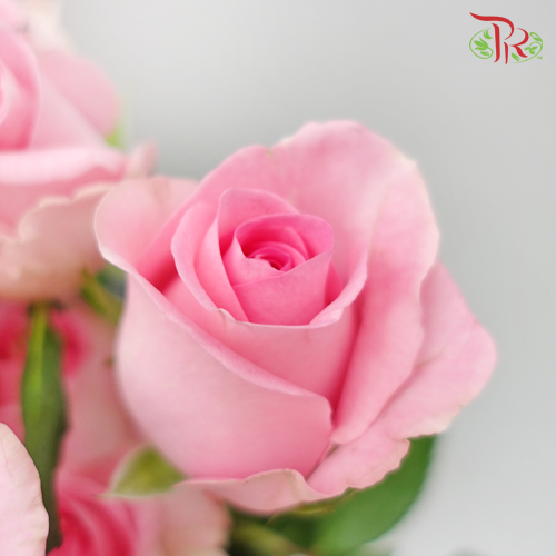 Rose Premium - Revival (19-20 Stems)-Pink-India-prflorist.com.my