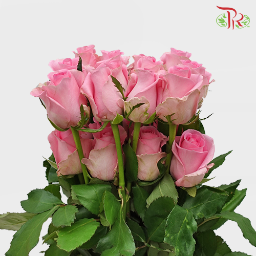 Rose Premium - Revival (19-20 Stems)-Pink-India-prflorist.com.my