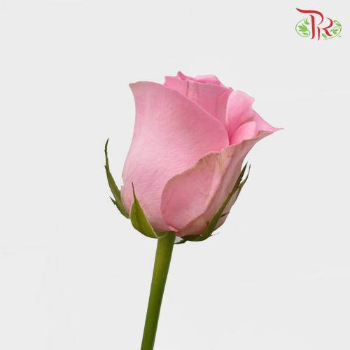 Rose Premium - Revival (19-20 Stems)-Pink-India-prflorist.com.my