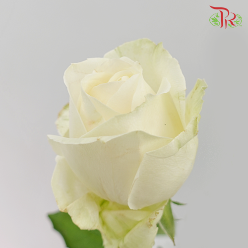 Rose Premium - White Avalanche (19-20 stems)-White-India-prflorist.com.my