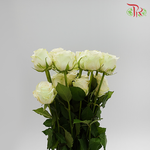 Rose Premium - White Avalanche (19-20 stems)-White-India-prflorist.com.my